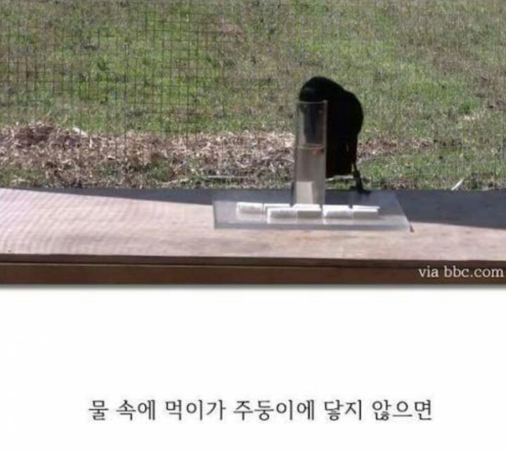 까마귀의 지능에 대한 고찰.jpg | 인스티즈