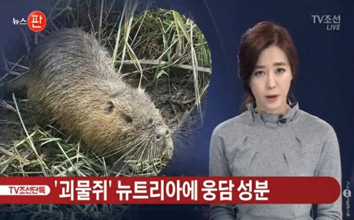 뉴트리아 멸종위기.jpg | 인스티즈