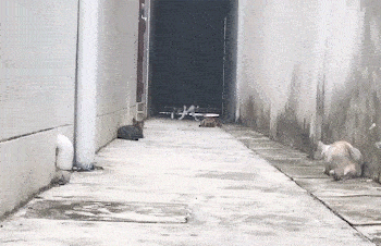 영화한편 찍는 냥이 | 인스티즈