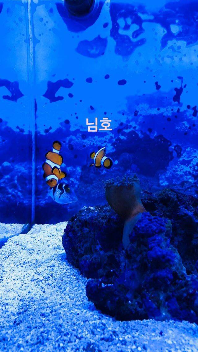 탱스타그램 (feat. 동물의 왕국) | 인스티즈