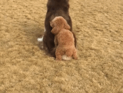 동물농장보는 강아지.jpg | 인스티즈