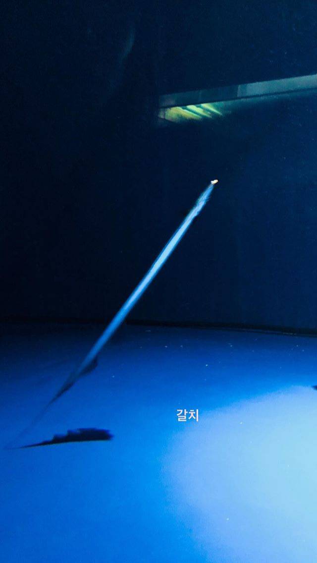 탱스타그램 (feat. 동물의 왕국) | 인스티즈