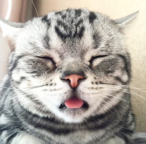 금방이라도 울 것 같은 울상 고양이 루후😿 | 인스티즈