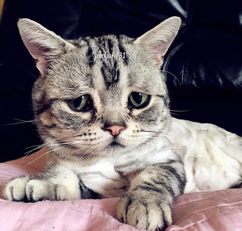 금방이라도 울 것 같은 울상 고양이 루후😿 | 인스티즈