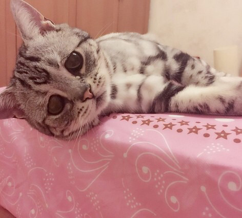 금방이라도 울 것 같은 울상 고양이 루후😿 | 인스티즈