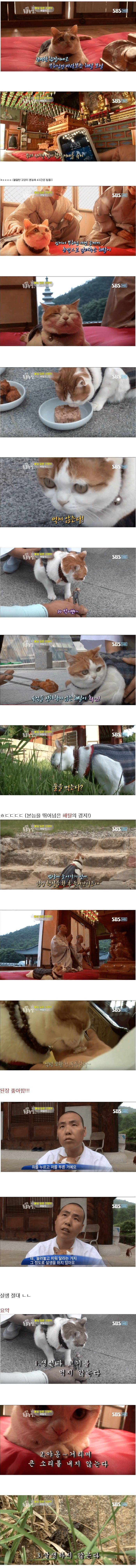불교에 투신한 고양이 | 인스티즈