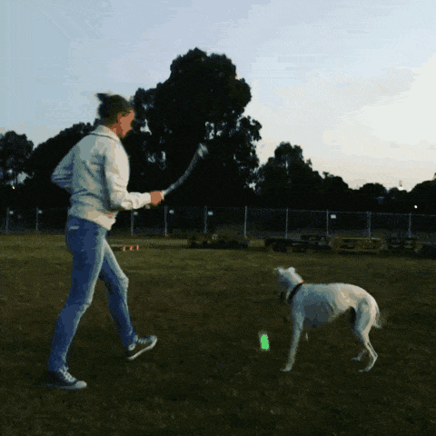 낮보다 밤을 좋아하는 견주들을 위한 아이디어 상품 | 인스티즈