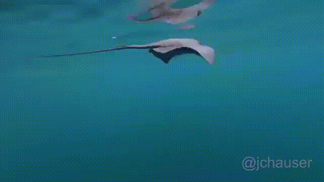 범고래 인성 수준; | 인스티즈