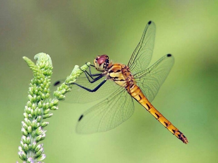 잠자리를 잡으면 안되는 이유 | 인스티즈