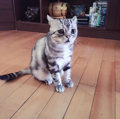 금방이라도 울 것 같은 울상 고양이 루후😿 | 인스티즈