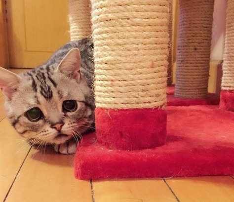 금방이라도 울 것 같은 울상 고양이 루후😿 | 인스티즈