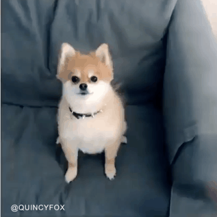 멍뭉이들도 싫어하는 브로콜리 | 인스티즈