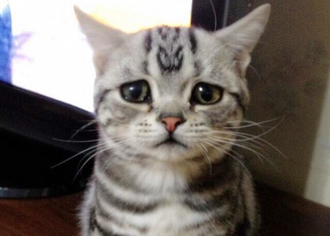 금방이라도 울 것 같은 울상 고양이 루후😿 | 인스티즈