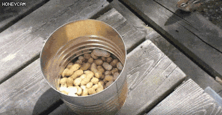 다람쥐 포획법.gif | 인스티즈