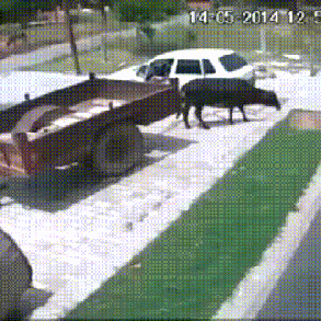 대단한 소 도둑놈 | 인스티즈