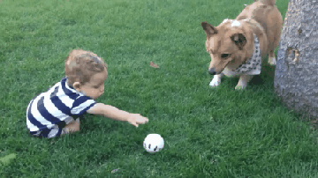 아기가 너무 답답했던 강아지.gif | 인스티즈