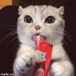 간식 먹는 고양이.gif | 인스티즈