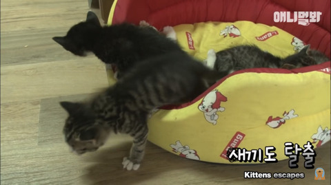 새끼고양이 열마리 키우는 엄마냥이 | 인스티즈