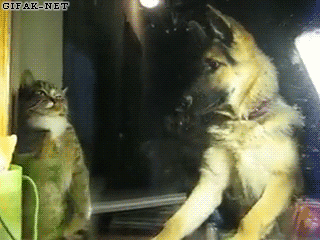 커여운 고양이 짤들 | 인스티즈