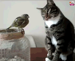 강력한 냥냥 펀치.gif | 인스티즈