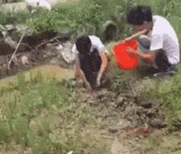 논에서 지렁이 잡기.gif | 인스티즈