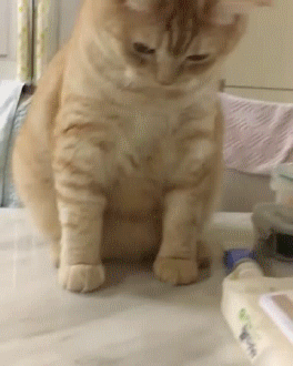 고양이의 엄청난 반응속도 | 인스티즈