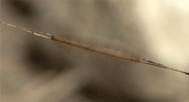 14000년 전 최초의 애니메이션 | 인스티즈