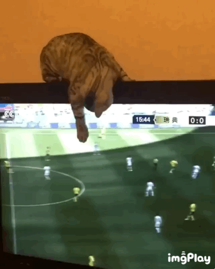 가상공놀이 하는 냥이.gif | 인스티즈