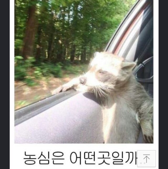 이사가는 너구리 | 인스티즈