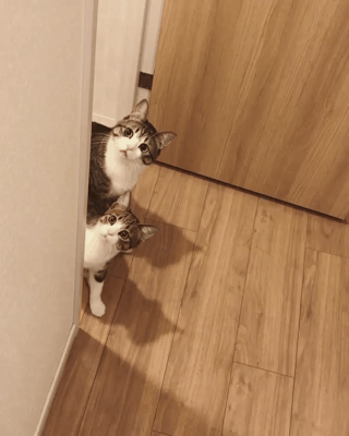 주인이 간식먹는거 구경하는 고양이들 상상과 현실 | 인스티즈