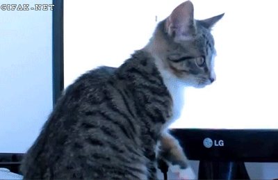 커여운 고양이 짤들 | 인스티즈