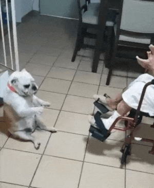 거동 불편한 할머니랑 놀아주는 댕댕이 | 인스티즈