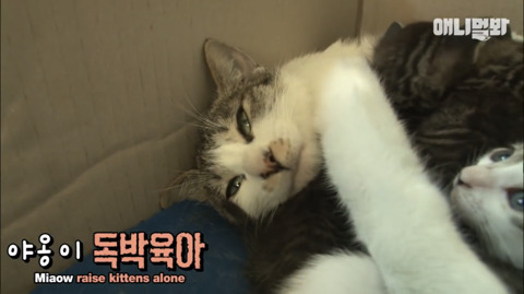새끼고양이 열마리 키우는 엄마냥이 | 인스티즈
