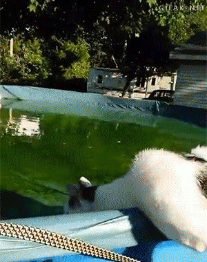 커여운 고양이 짤들 | 인스티즈