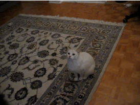 커여운 고양이 짤들 | 인스티즈