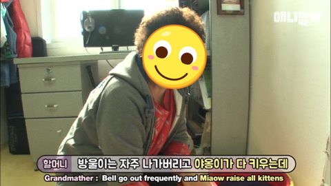 새끼고양이 열마리 키우는 엄마냥이 | 인스티즈