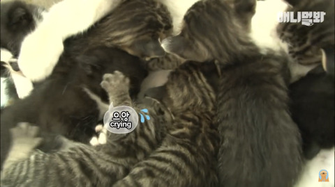 새끼고양이 열마리 키우는 엄마냥이 | 인스티즈