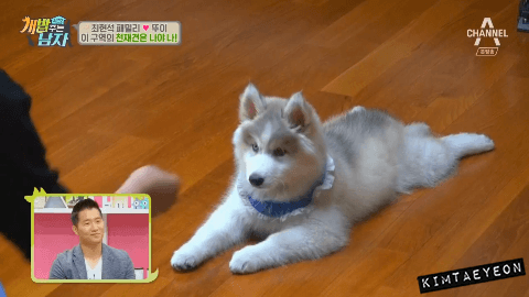 심장을 폭행하는 말라뮤트+허스키 댕댕이들 | 인스티즈