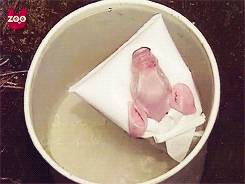 목욕하는 아기돼지 | 인스티즈