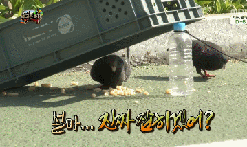 인생 선배로써 비둘기한테 조언해주는 돈노박라인ㅋㅋㅋㅋㅋㅋㅋㅋㅋㅋㅋㅋㅋㅋㅋㅋㅋㅋㅋㅋㅋㅋㅋㅋㅋㅋㅋㅋㅋㅋㅋㅋ.JPG | 인스티즈