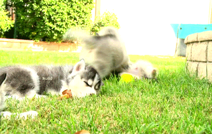 심장을 폭행하는 말라뮤트+허스키 댕댕이들 | 인스티즈