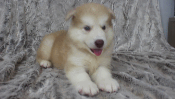 심장을 폭행하는 말라뮤트+허스키 댕댕이들 | 인스티즈