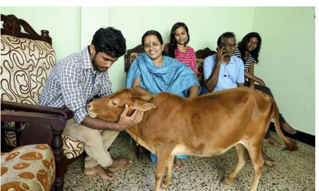 인도 정부 &#34;소고기 먹는건 불법&#34; vs 무슬림 &#34;종교 탄압이다&#34; 반발 | 인스티즈