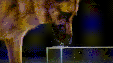 개가 물 마시는 방법.gif | 인스티즈