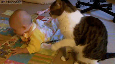 차마 아기한테는 냥아치짓 못하는 냥이.gif | 인스티즈