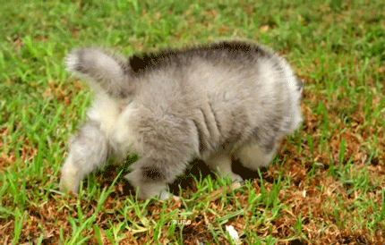 심장을 폭행하는 말라뮤트+허스키 댕댕이들 | 인스티즈