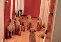 뜻밖의 멍멍이들.gif | 인스티즈