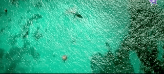 나만 아는 파라다이스로 서핑 하러 왔는데 죽은 고래가 있어여....gif | 인스티즈