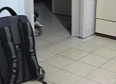 진정한 개냥이들 | 인스티즈