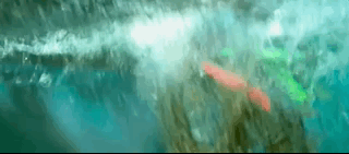 나만 아는 파라다이스로 서핑 하러 왔는데 죽은 고래가 있어여....gif | 인스티즈